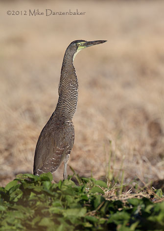 Bare-throated Tiger Heron (Tigrisoma mexicanum) photo