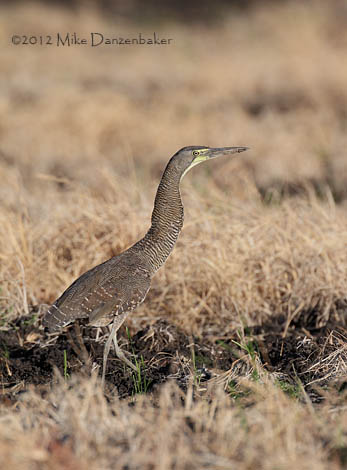 Bare-throated Tiger Heron (Tigrisoma mexicanum) photo