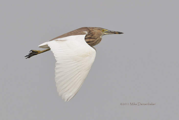 Chinese Pond Heron (Ardeola bacchus) photo