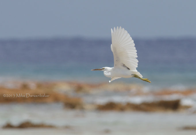 Pacific Reef Heron (Egretta sacra) photo