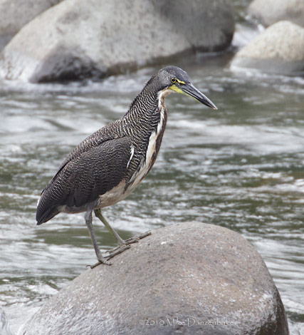 Fasciated Tiger-Heron (Tigrisoma fasciatum) photo