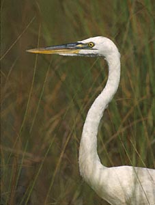 Great Blue Heron (Ardea herodias) photo image