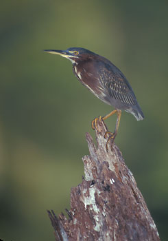 Green Heron (Butorides virescens) photo image