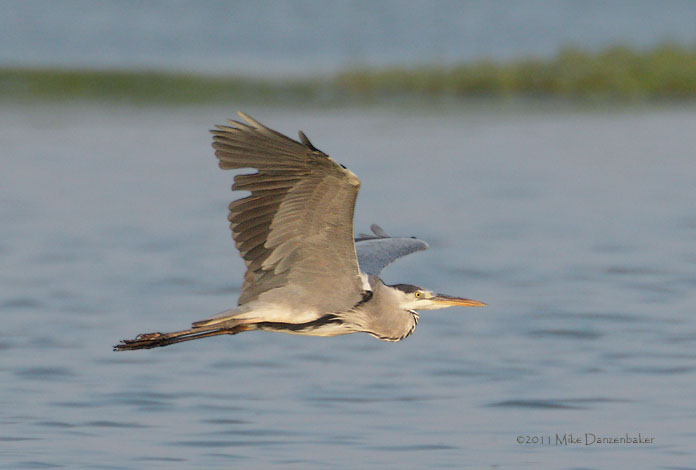 Grey Heron (Ardea cinerea) photo