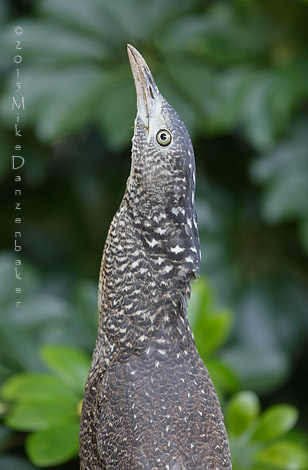 Malayan Night Heron (Gorsachius melanolophus) photo