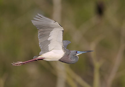 Tricolored Heron (Egretta tricolor) photo