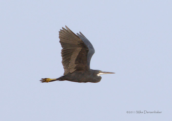 Western Reef Heron (Egretta gularis) photo