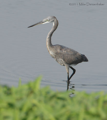 Western Reef Heron (Egretta gularis) photo