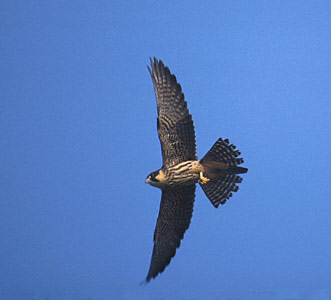Eurasian Hobby (Falco subbuteo) photo image