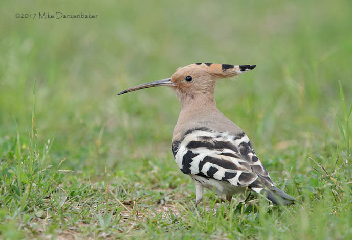 Eurasian Hoopoe (Upupa epops) photo