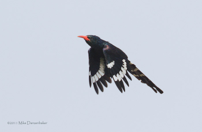 Green Wood Hoopoe (Phoeniculus purpureus) photo