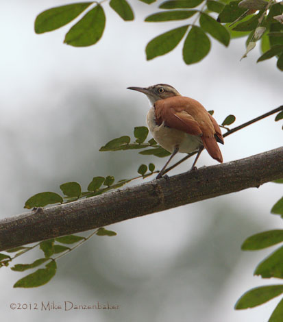 Pacific Hornero (Furnarius cinnamomeus) photo