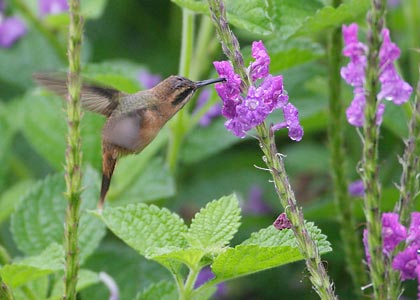 Stripe-throated Hermit (Phaethornis striigularis) photo