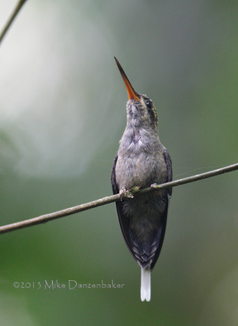 Straight-billed Hermit (Phaethornis bourcieri) photo