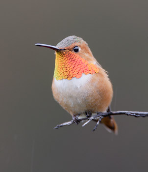 Allen's Hummingbird (Selasphorus sasin) photo