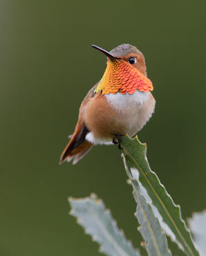 Allen's Hummingbird (Selasphorus sasin) photo