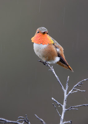 Allen's Hummingbird (Selasphorus sasin) photo