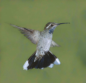 Blue-throated Hummingbird (Lampornis clemenciae) photo image