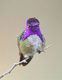 Costa's Hummingbird (Calypte costae) photo image
