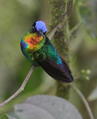 Fiery-throated Hummingbird (Panterpe insignis) photo