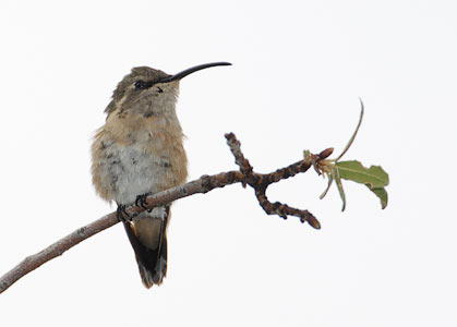 Lucifer Hummingbird (Calothorax lucifer) photo
