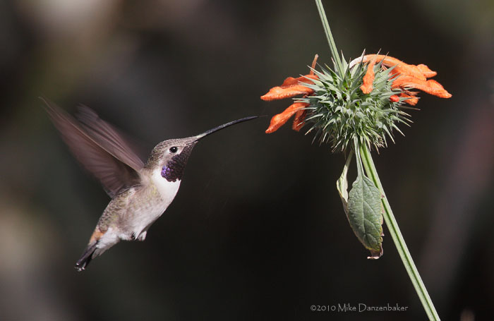 Oasis Hummingbird (Rhodopis vesper) photo