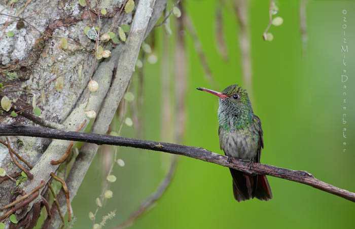 Rufous-tailed Hummingbird (Amazilia tzacatl) photo