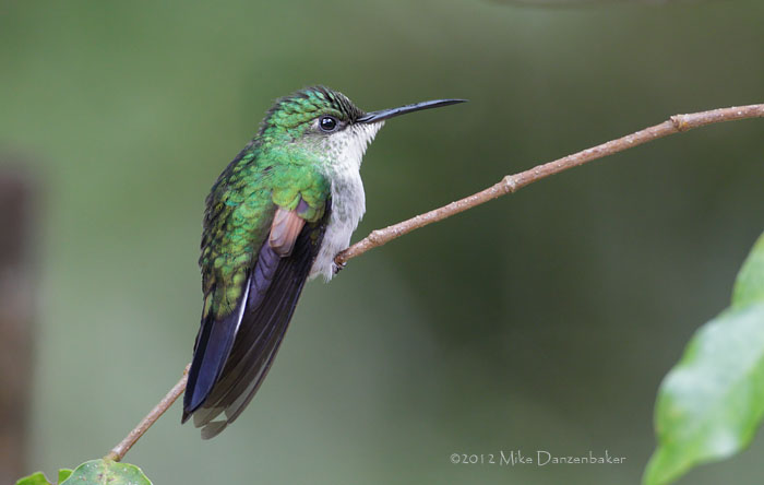 Stripe-tailed Hummingbird (Eupherusa eximia) photo