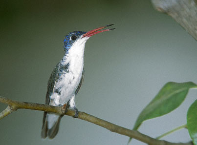 Violet-crowned Hummingbird (Amazilia violiceps) photo image
