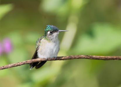 Violet-headed Hummingbird (Klais guimeti) photo