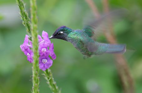 Violet-headed Hummingbird (Klais guimeti) photo