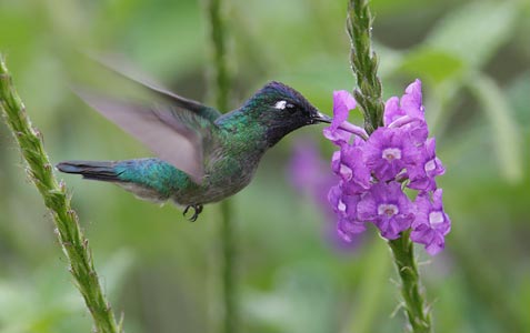 Violet-headed Hummingbird (Klais guimeti) photo