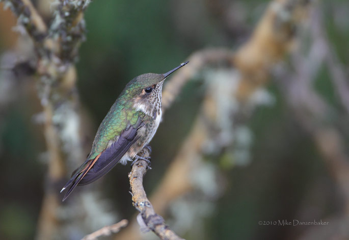 Volcano Hummingbird (Selasphorus flammula) photo