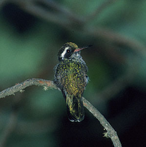White-eared Hummingbird (Basilinna leucotis) photo image