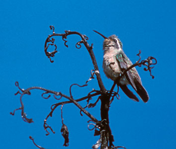 Xantus's Hummingbird (Basilinna xantusii) photo image