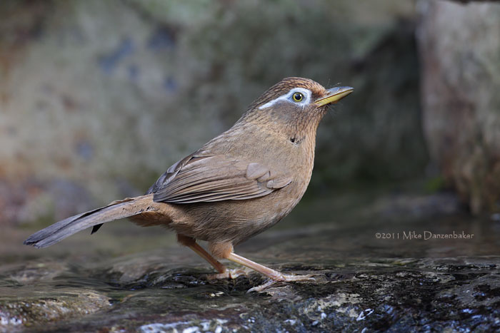 Chinese Hwamei (Garrulax canorus) photo