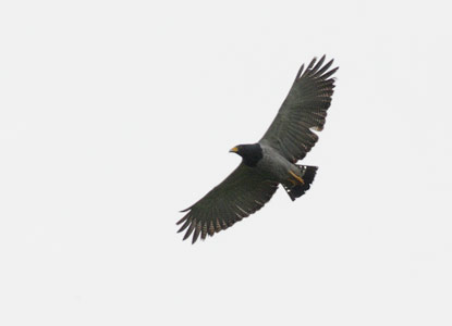 Barred Hawk (Leucopternis princeps) photo