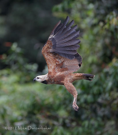 Black-collared Hawk (Busarellus nigricollis) photo