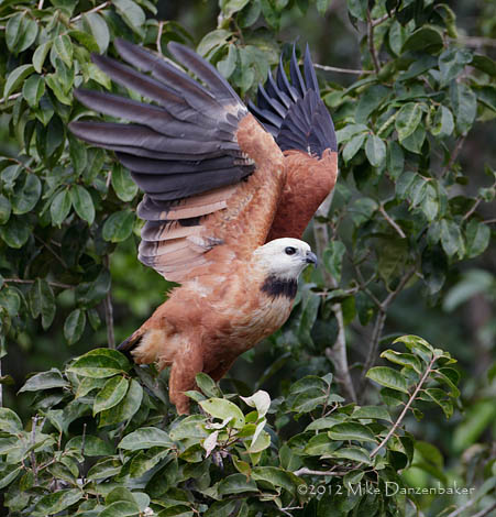 Black-collared Hawk (Busarellus nigricollis) photo