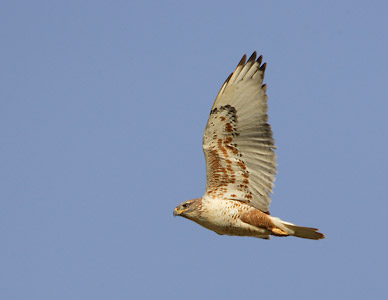 Ferruginous Hawk (Buteo regalis) photo