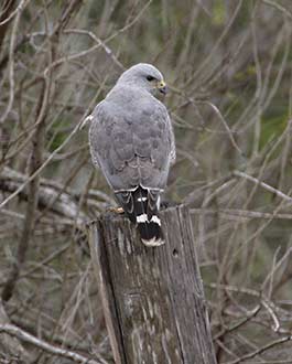 Gray Hawk (Asturina nitida) photo