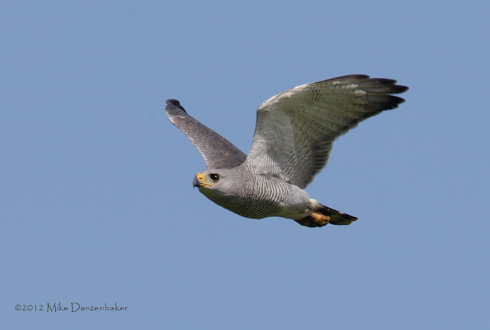 Gray-lined Hawk (Buteo nitidus) photo