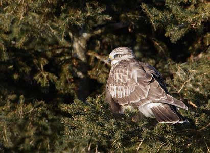Rough-legged Hawk (Buteo lagopus) photo