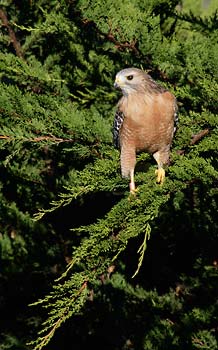 Red-shouldered Hawk (Buteo lineatus) photo