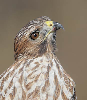Red-shouldered Hawk (Buteo lineatus) photo