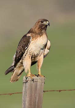 Red-tailed Hawk (Buteo jamaicensis) photo