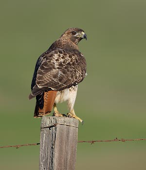 Red-tailed Hawk (Buteo jamaicensis) photo