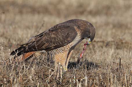 Red-tailed Hawk (Buteo jamaicensis) photo