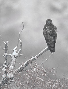 Red-tailed Hawk (Buteo jamaicensis) photo