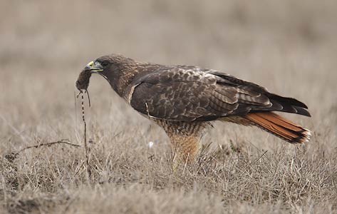 Red-tailed Hawk (Buteo jamaicensis) photo